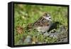 House Sparrow Male Bird Sitting on Ground-null-Framed Stretched Canvas