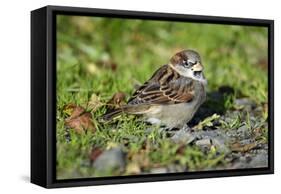 House Sparrow Male Bird Sitting on Ground-null-Framed Stretched Canvas