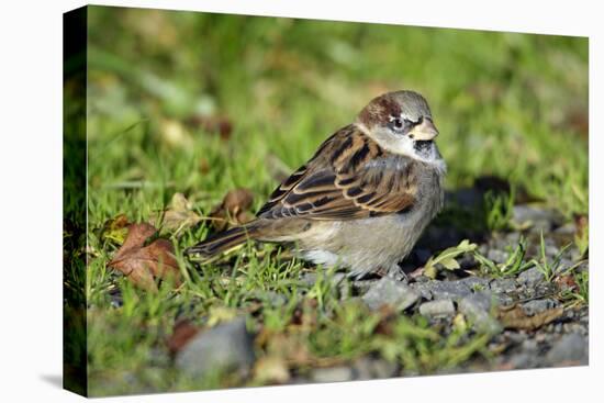 House Sparrow Male Bird Sitting on Ground-null-Stretched Canvas