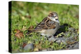 House Sparrow Male Bird Sitting on Ground-null-Stretched Canvas