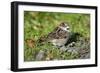 House Sparrow Male Bird Sitting on Ground-null-Framed Photographic Print