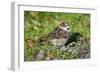 House Sparrow Male Bird Sitting on Ground-null-Framed Photographic Print