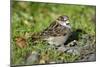 House Sparrow Male Bird Sitting on Ground-null-Mounted Photographic Print