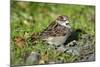 House Sparrow Male Bird Sitting on Ground-null-Mounted Photographic Print