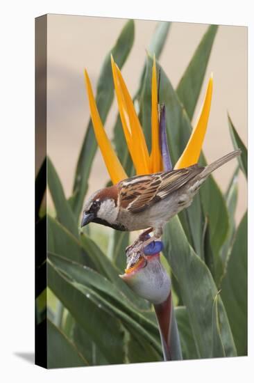 House Sparrow on Bird of Paradise-Hal Beral-Stretched Canvas