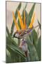 House Sparrow on Bird of Paradise-Hal Beral-Mounted Photographic Print
