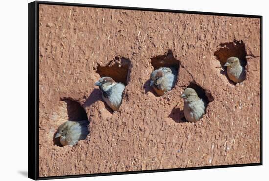 House sparrow (Passer domesticus) colony in building, Northern Morocco.-Ernie Janes-Framed Stretched Canvas