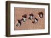 House sparrow (Passer domesticus) colony in building, Northern Morocco.-Ernie Janes-Framed Photographic Print