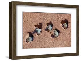 House sparrow (Passer domesticus) colony in building, Northern Morocco.-Ernie Janes-Framed Photographic Print