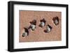 House sparrow (Passer domesticus) colony in building, Northern Morocco.-Ernie Janes-Framed Photographic Print
