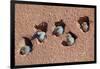 House sparrow (Passer domesticus) colony in building, Northern Morocco.-Ernie Janes-Framed Photographic Print