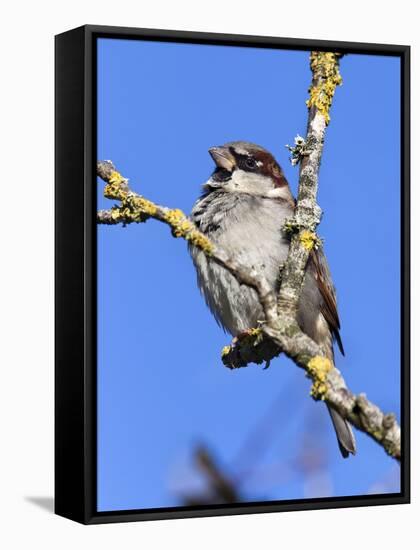 House Sparrow (Passer Domesticus), United Kingdom, Europe-Ann & Steve Toon-Framed Stretched Canvas