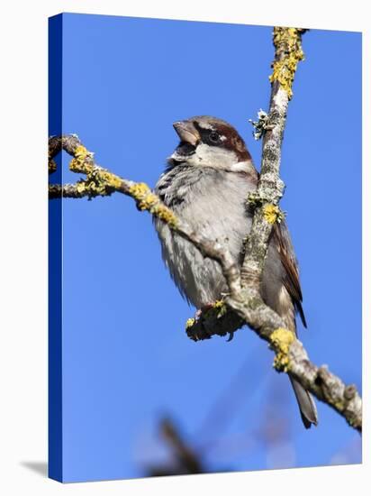 House Sparrow (Passer Domesticus), United Kingdom, Europe-Ann & Steve Toon-Stretched Canvas