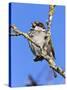 House Sparrow (Passer Domesticus), United Kingdom, Europe-Ann & Steve Toon-Stretched Canvas