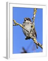 House Sparrow (Passer Domesticus), United Kingdom, Europe-Ann & Steve Toon-Framed Photographic Print