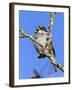 House Sparrow (Passer Domesticus), United Kingdom, Europe-Ann & Steve Toon-Framed Photographic Print