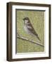 House Sparrow-Ruth Addinall-Framed Giclee Print