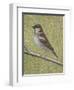 House Sparrow-Ruth Addinall-Framed Giclee Print