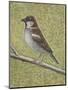 House Sparrow-Ruth Addinall-Mounted Giclee Print