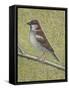 House Sparrow-Ruth Addinall-Framed Stretched Canvas