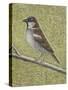 House Sparrow-Ruth Addinall-Stretched Canvas