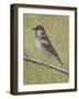 House Sparrow-Ruth Addinall-Framed Giclee Print