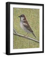 House Sparrow-Ruth Addinall-Framed Giclee Print