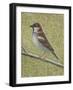 House Sparrow-Ruth Addinall-Framed Giclee Print