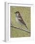 House Sparrow-Ruth Addinall-Framed Giclee Print