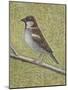 House Sparrow-Ruth Addinall-Mounted Giclee Print