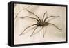 House Spider Hairy, on Cloth-null-Framed Stretched Canvas