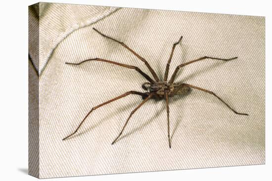 House Spider Hairy, on Cloth-null-Stretched Canvas