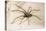 House Spider Hairy, on Cloth-null-Stretched Canvas