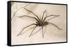 House Spider Hairy, on Cloth-null-Framed Stretched Canvas