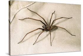 House Spider Hairy, on Cloth-null-Stretched Canvas