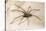 House Spider Hairy, on Cloth-null-Stretched Canvas