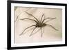 House Spider Hairy, on Cloth-null-Framed Photographic Print