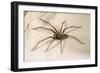 House Spider Hairy, on Cloth-null-Framed Photographic Print