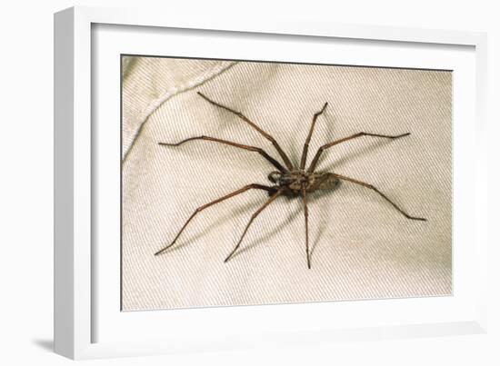 House Spider Hairy, on Cloth-null-Framed Photographic Print