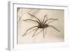 House Spider Hairy, on Cloth-null-Framed Photographic Print