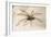 House Spider Hairy, on Cloth-null-Framed Photographic Print