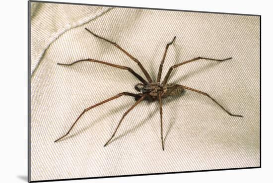 House Spider Hairy, on Cloth-null-Mounted Photographic Print