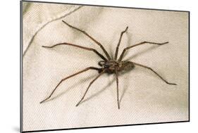 House Spider Hairy, on Cloth-null-Mounted Photographic Print