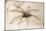 House Spider Hairy, on Cloth-null-Mounted Photographic Print