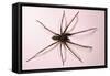 House Spider Hairy-null-Framed Stretched Canvas