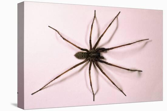 House Spider Hairy-null-Stretched Canvas