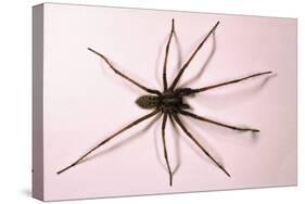 House Spider Hairy-null-Stretched Canvas