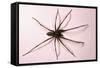 House Spider Hairy-null-Framed Stretched Canvas