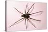 House Spider Hairy-null-Stretched Canvas