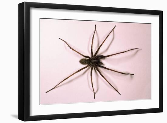 House Spider Hairy-null-Framed Photographic Print